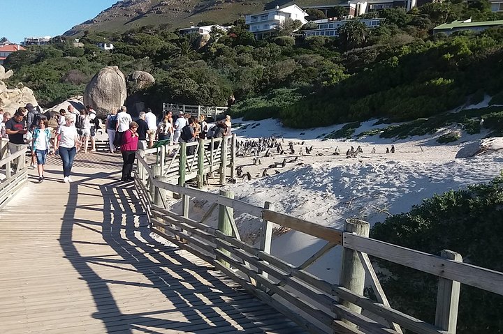 Cape of Good Hope Penguins From Cape Town Private Price/Group Up To 12Pax F/D - Image 4