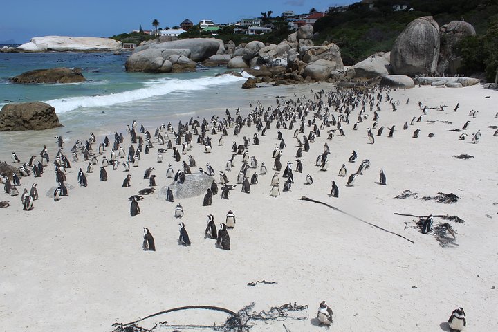 Cape Of Good Hope, Penguins Private Tour from Cape Town full day  - Image 4