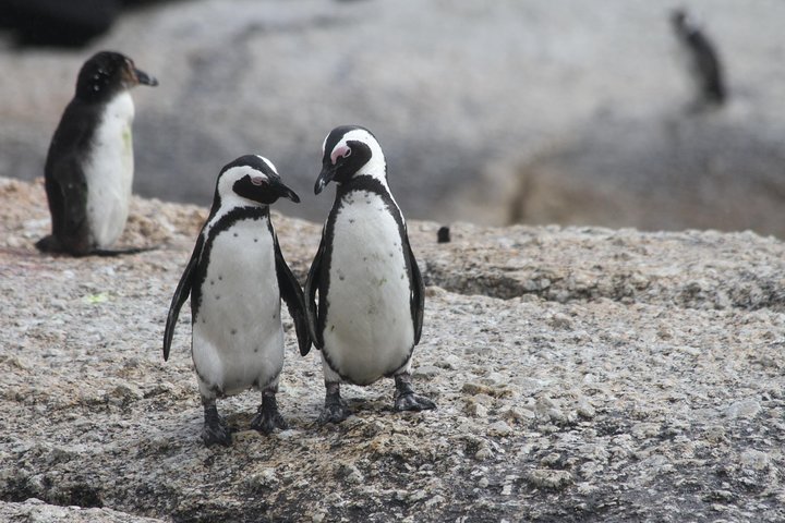 Cape of Good Hope Peninsula & Boulders Beach Penguins Private Tour - Image 1