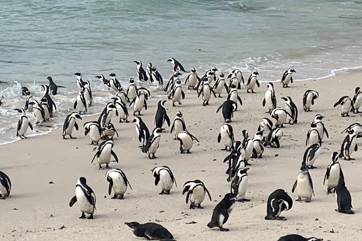 Cape of Good Hope Private Tour to Cape Point & Penguins From Cape Town - Image 2