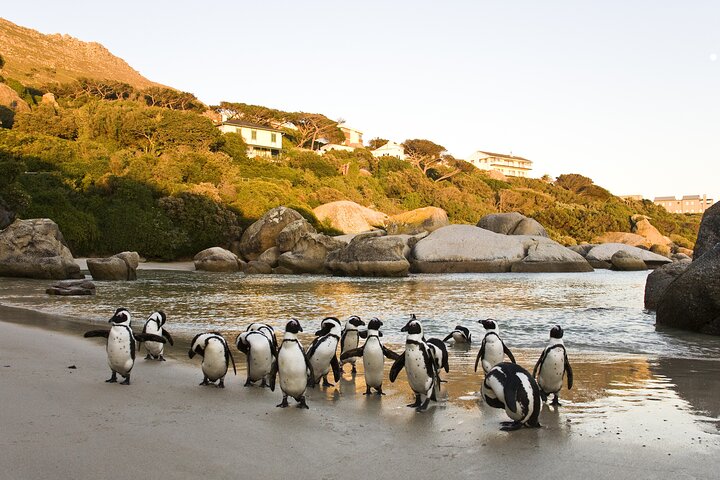 Cape of Good Hope, Table Mountain & Penguins Private Tour from Cape Town - Image 3