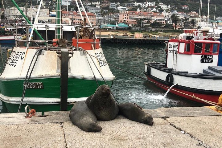 Cape Peninsula Adventure  - Image 5