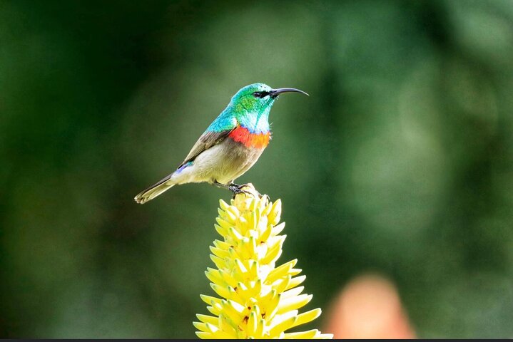 Cape Peninsula and Kisternbosch botanical Garden Full Day Tour. - Image 1