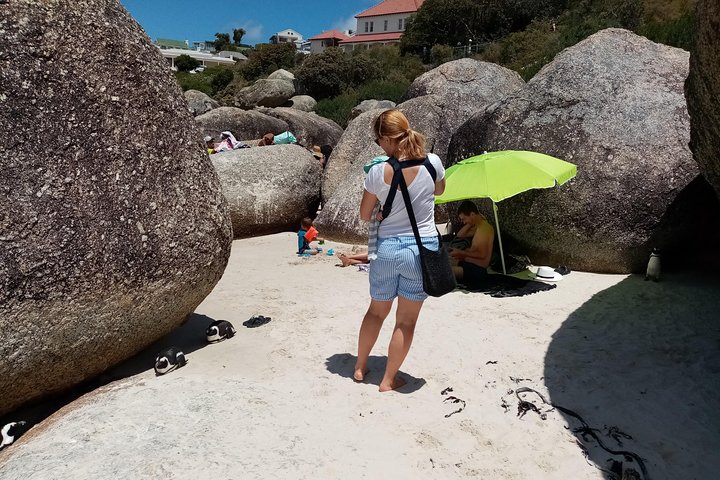 Cape Peninsula and Penguins at Boulders Beach - Image 3