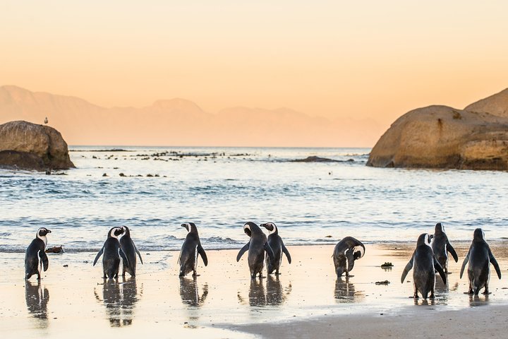 Cape Peninsula - Custom-made Private Day Tour ( Max of 3 Persons) - Image 3