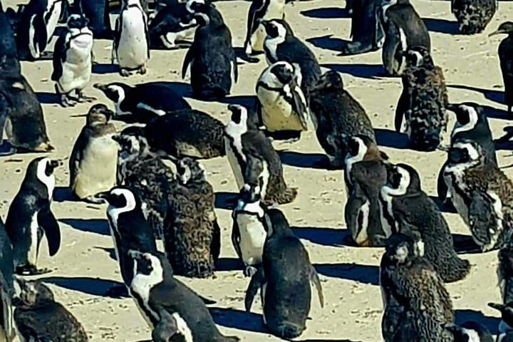 Cape Peninsula Full Day Tour - Image 2