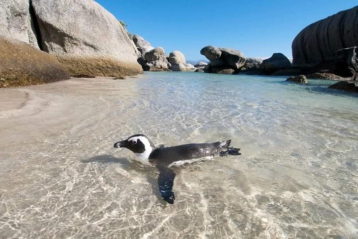 Cape Peninsula Full Day Tour - Image 4