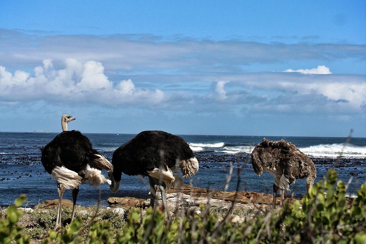 Cape Peninsula Private Tour - Image 3