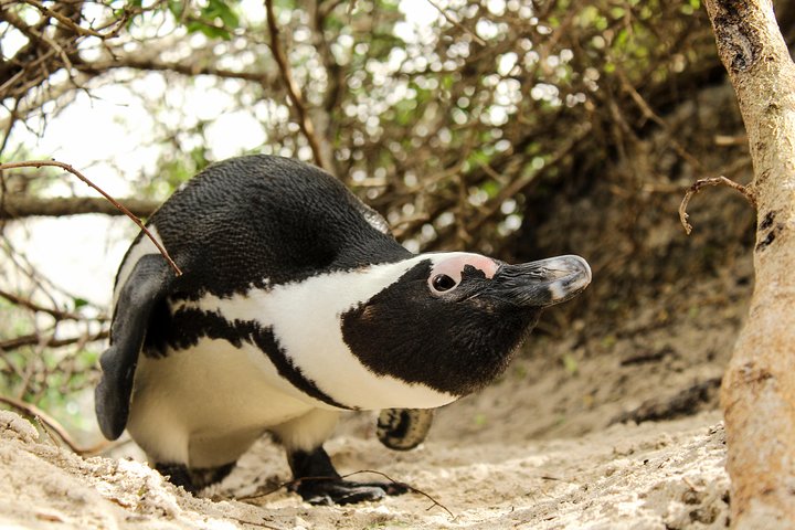Cape Peninsula Private Tour - Image 1
