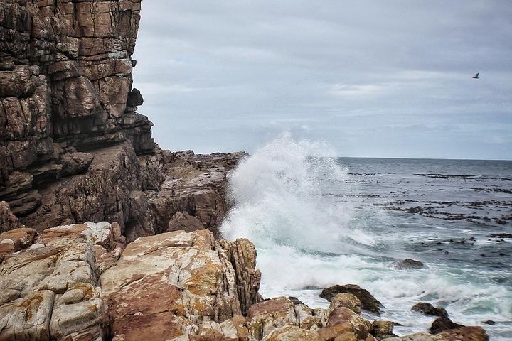 Cape Peninsula Private Tour - Image 4