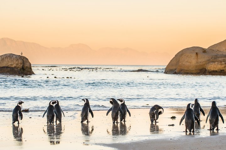 Cape Peninsula Private Tour - The best of Cape Town (Max 4 persons) - Image 3