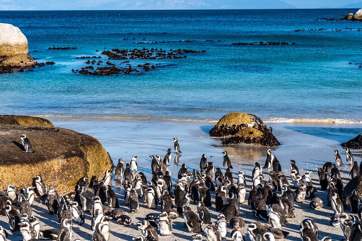 Cape Peninsula Private Tour with entrance fees to Cape of Good Hope and Penguins - Image 1