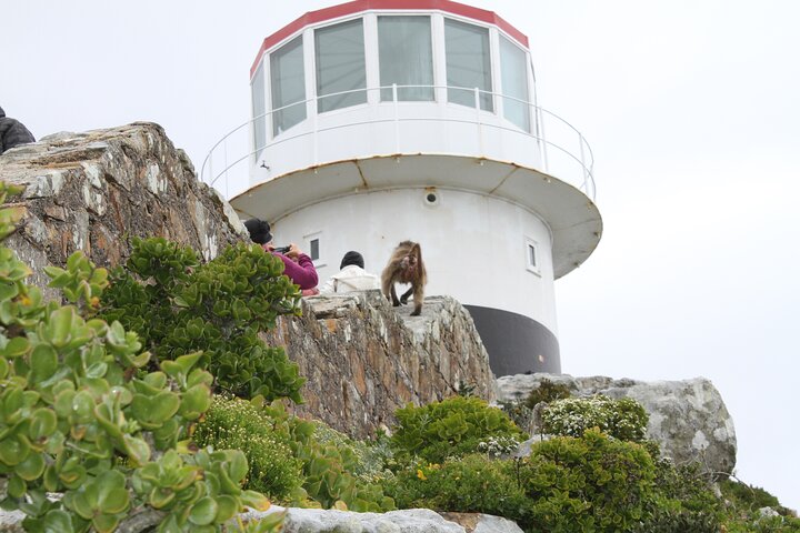 Cape Point and Cape of Good Hope day tour Up to 10 persons - Image 5