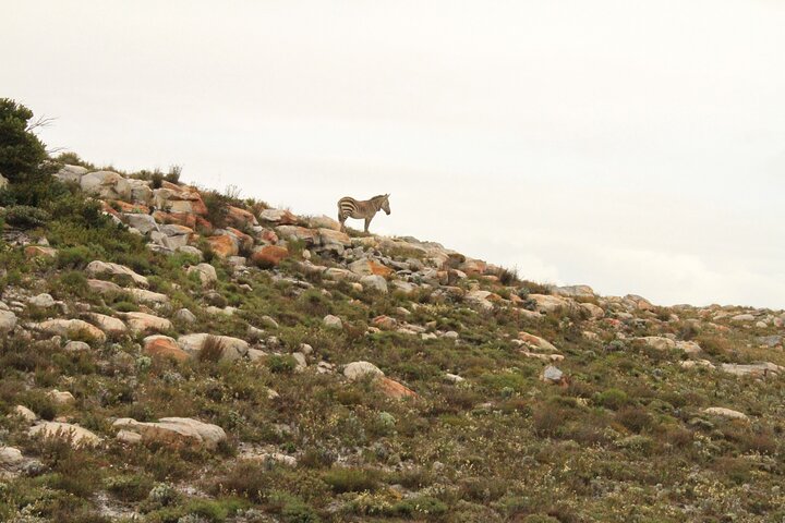 Cape Point and Cape of Good Hope day tour Up to 10 persons - Image 2