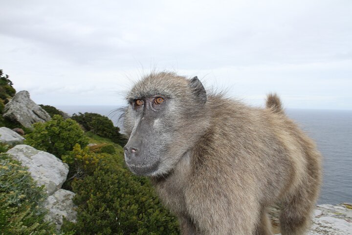 Cape Point and Cape of Good Hope day tour Up to 10 persons - Image 4