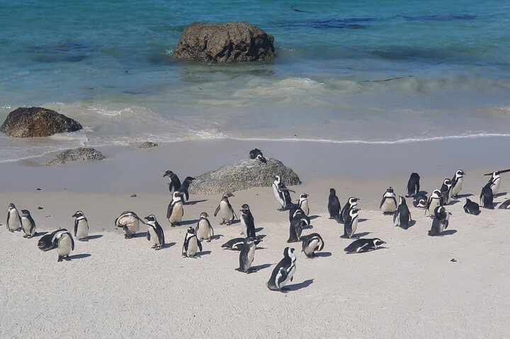 Cape Point, Penguins & Wine Tasting In Constantia Full Day Tour  - Image 3