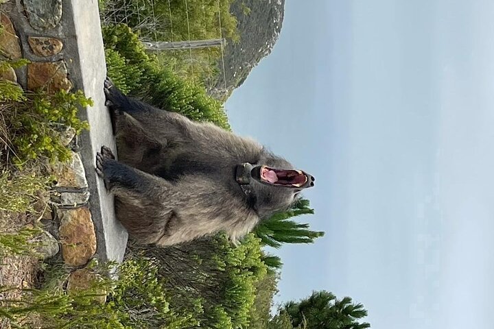 Cape Point, Penguins & Wine Tasting In Constantia Full Day Tour  - Image 4