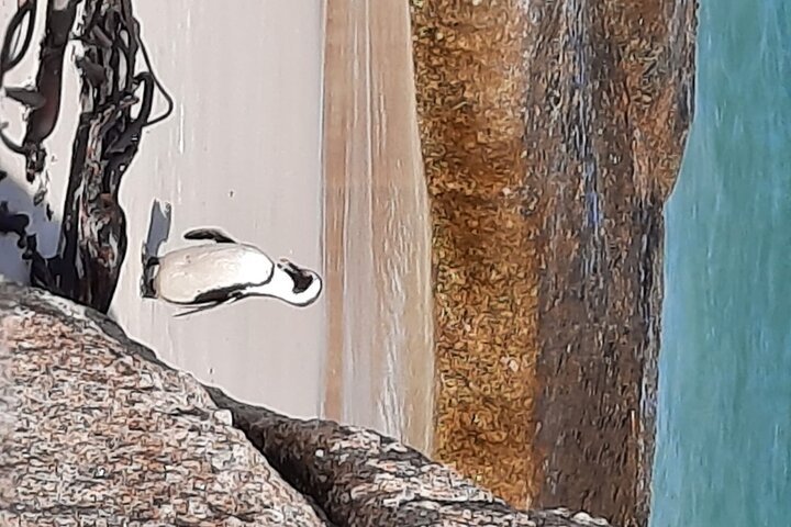 Cape Point, Penguins & Wine Tasting In Constantia Full Day Tour  - Image 5