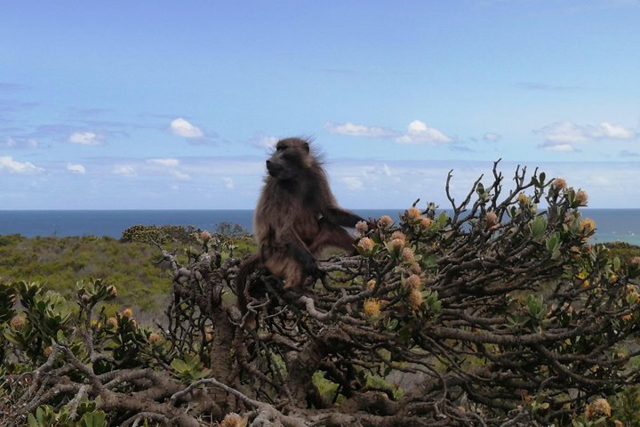 Cape Point Private Tour withTable Mountain and Penguin Colony - Image 2