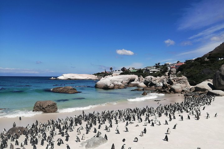 Cape Point Private Tour withTable Mountain and Penguin Colony - Image 1