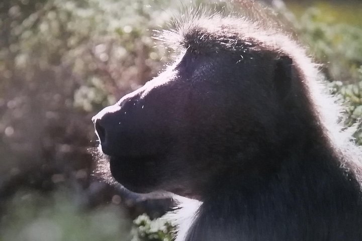 Cape Point Small Group Tour, Chapman's Peak & Penguin Colony  - Image 2
