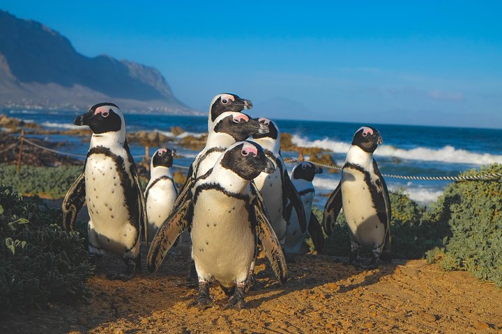 Cape Point Small Group Tour, Chapman's Peak & Penguin Colony  - Image 1