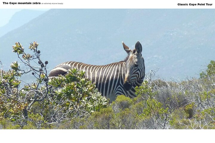 Cape Point Tour - Classic - Image 4
