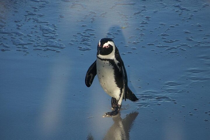 Cape Point Tour - Classic - Image 2