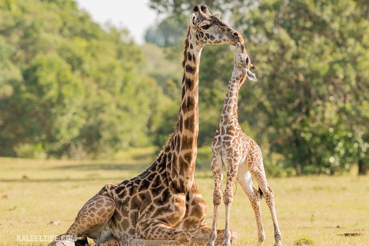 Cape Town 2-Days Overnight Aquilla Safari game Reserve - Image 3