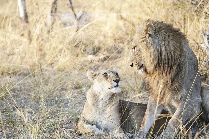Cape Town 2Days Tour, Aquila Safari Game Overnight & Robben Island Getaway - Image 5