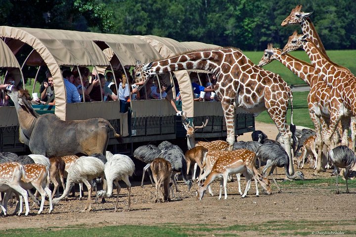 Cape Town 2Days Tour, Aquila Safari Game Overnight & Robben Island Getaway - Image 2