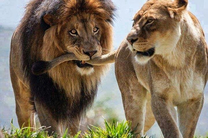 Cape Town 2Days Tour- Aquila Safari Game Reserv & Robben IslandGetaway Overnight - Image 5
