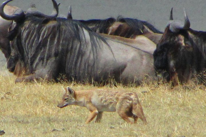 Cape Town 2Days Tour- Aquila Safari Game Reserv & Robben IslandGetaway Overnight - Image 3
