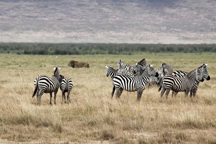 Cape Town 2Days Tour- Aquila Safari Game Reserv & Robben IslandGetaway Overnight - Image 1