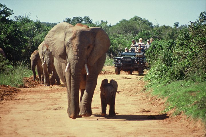 Cape Town 2Days Tour- Aquila Safari Game Reserv & Robben IslandGetaway Overnight - Image 4