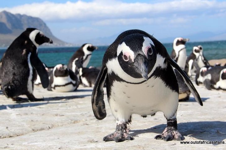 (Cape Town - 3 attraction) Cobra Car Experience & Cape Peninsula & Wine Tasting - Image 5