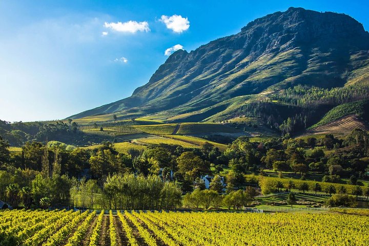 Cape Town 3 Attractions - Cobra Car Experience & Cape Peninsula & Wine Tasting - Image 1