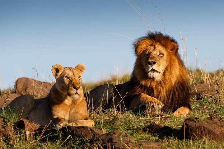 Cape Town 3-Day Attraction Tour:Aquila Safari Tour & Wine Tasing & Robben Island - Image 5