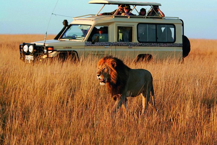 Cape Town 3-Day Attraction Tour:Aquila Safari Tour & Wine Tasing & Robben Island - Image 4