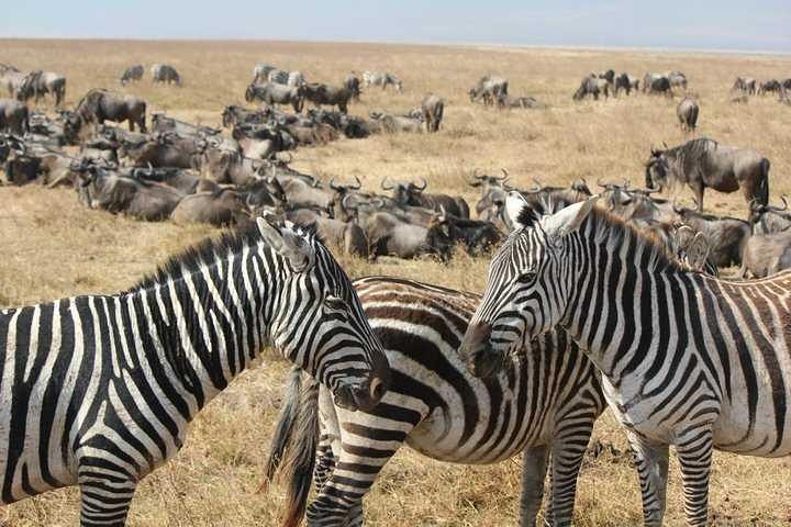 Cape Town 3-Day Attraction Tour:Aquila Safari Tour & Wine Tasing & Robben Island - Image 1