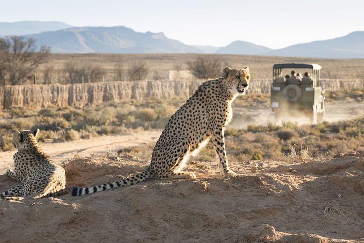 Cape Town 3-Day Attraction Tour:Aquila Safari Tour & Wine Tasing & Robben Island - Image 2