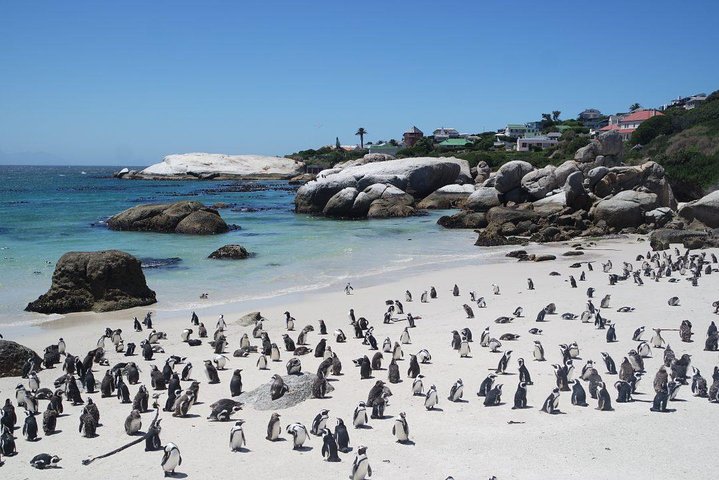 Cape Town 3-Day Attraction Tours: Paragliding, Cape Peninsula & Wine Tasting - Image 5