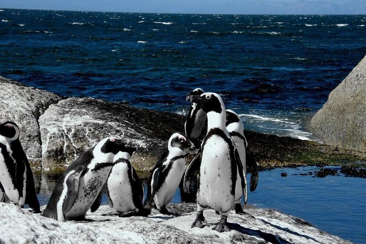 Cape Town 3-Day Attraction Tours: Paragliding, Cape Peninsula & Wine Tasting - Image 4