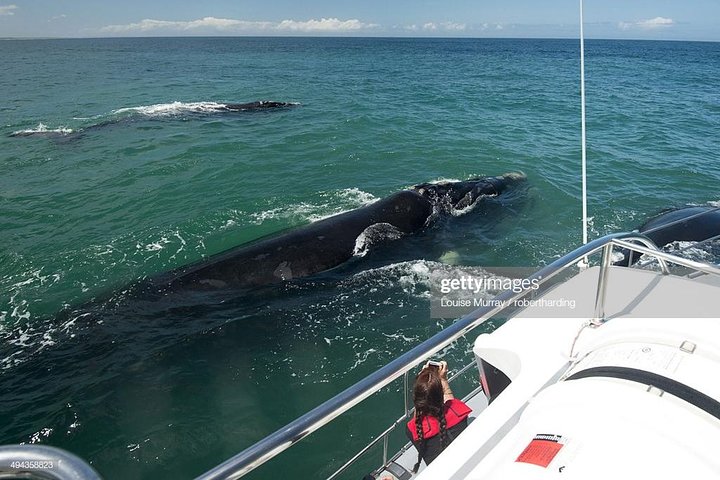 Cape Town 3-Day Attraction Tours: Shark Diving & Cape Peninsula & Wine Tasting - Image 3