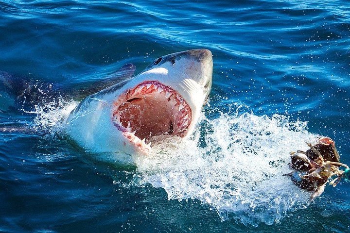Cape Town 3-Day Attraction Tours: Shark Diving & Cape Peninsula & Wine Tasting - Image 2