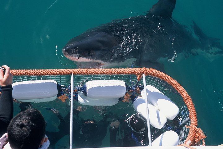 Cape Town 3-Day Attraction Tours: Shark Diving & Cape Peninsula & Wine Tasting - Image 4