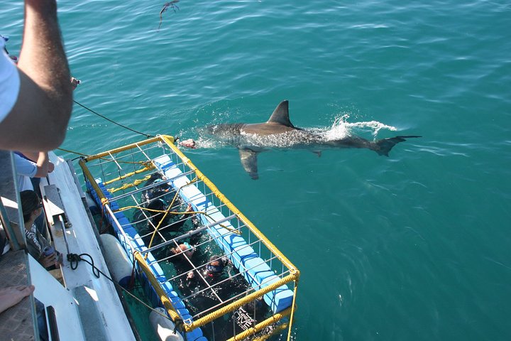 Cape Town 3-Day Attraction Tours: Shark Diving & Cape Peninsula & Wine Tasting - Image 5
