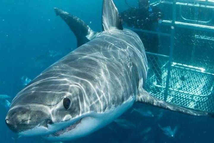 Cape Town 3-Day Attraction Tours: Shark Diving & Cape Peninsula & Wine Tasting - Image 1