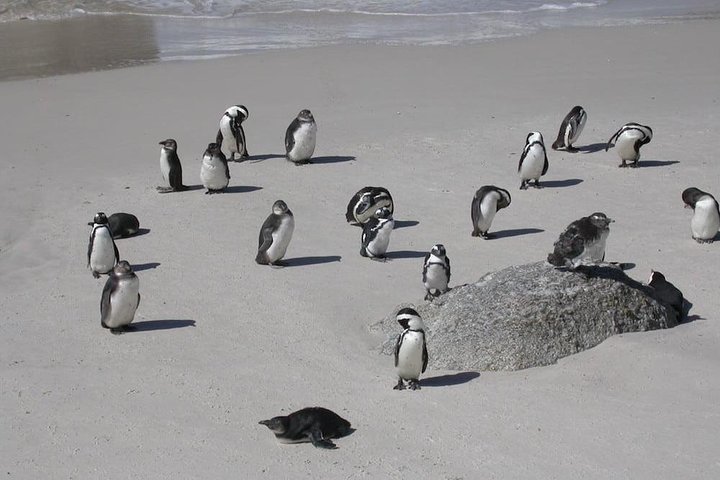 ( Cape Town 3-Days Attraction ) Cobra Car Ride & Cape Point & Wine Tasting - Image 5