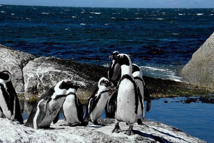 Cape Town 3-Days Attraction Tour:Helicopter tour&Cape peninsula &cape Township  - Image 4
